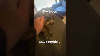 ダーちゃんがおとなしい時はそれはそれで変わってる