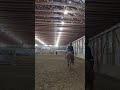 Leg Yielding W Jester Horse Equestrian Equestrianjourney