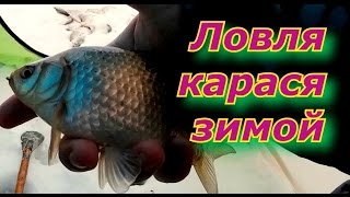 Ловля карася по первому льду в курганской области