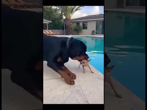 Chihuahua vs Rottweiler