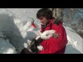 Охота на зайца, как поймать зайца руками? Hare Hunting. How to catch a hare ...