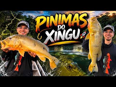 🎣 PINIMAS DO XINGU | VITÓRIA DO XINGU 🚀