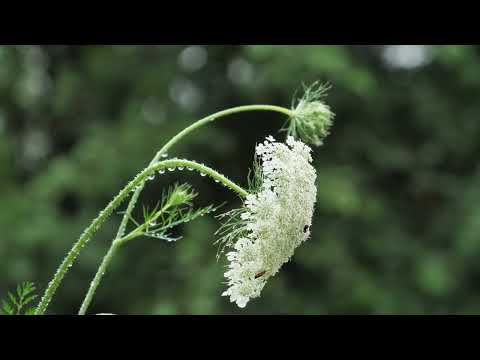 Jueves Especiales para relajarse y Dormir a Gusto: Paisajes y Sonidos con Lluvia. #suscríbetehoy