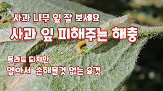 사과나무 잎 피해주는 해충  굴나방 피해 [사과재배]