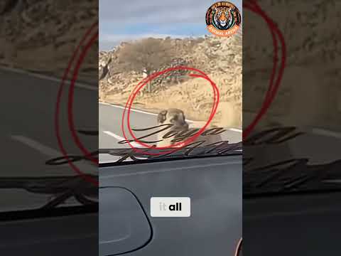 This Kangal Refused to Move Until the Sheep Were Safe