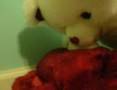 Bear Love Song 