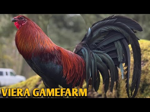 Gilmore Hatch Sweater Kelso - VIERA FARM