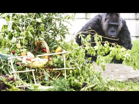 Schon seit vor der Mauer in Berlin - Ältester Gorilla der Welt: Fatou feiert 67. Geburtstag