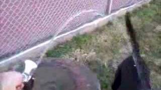 Bailey Dog Drinks from the Fountain