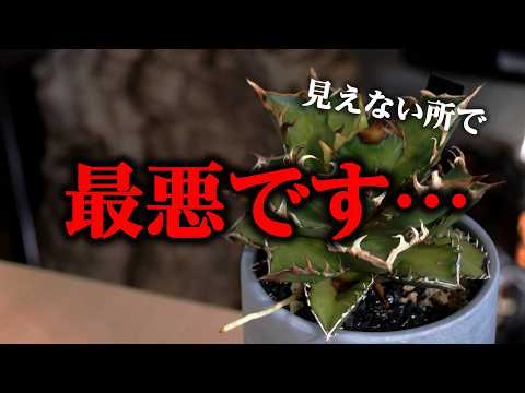 園芸 ブルー・ヒューストニア