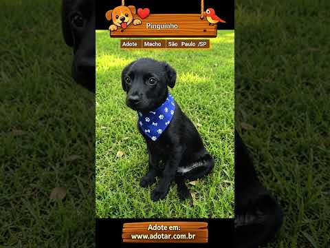 Vídeo de Pinguinho