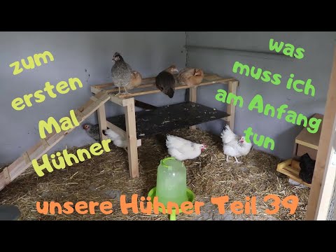 unsere Hühner Teil 39: Zum ersten Mal Hühner. Vorbereitung und Anschaffung