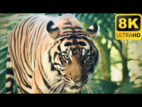 Animals Of The World 8K: Asian tiger - Scenic Wildlife Film With Relaxing Music