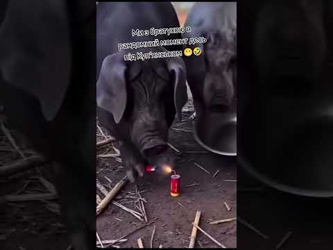 Не переживайте ми все контролюємо 🫣🪖 інколи дурниці в голову приходять 🤷