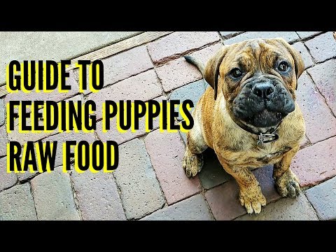 Guide To Feeding Puppies RAW Food