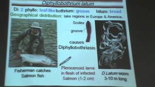 Dr Azza   Helminths 5   Diphyllobothrium Latum   YouTube