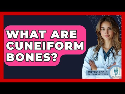 What Are Cuneiform Bones? - Orthopedic Support Network