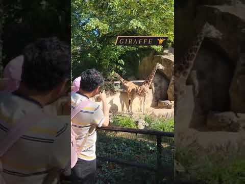 Baby meeting wild animals at the zoo