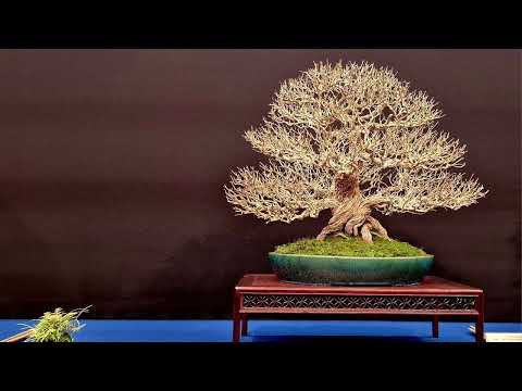 🏆 The Trophy Bonsai Show 2024 Magnificent Trees in 🇧🇪