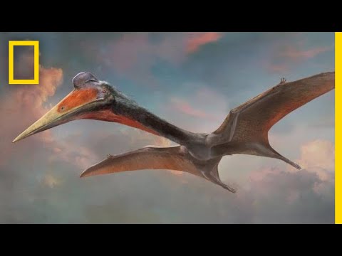 All About the Mighty Pterosaurs