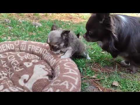 Chihuahua puppy for sale