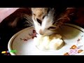 Hungry Kitten Eats (HD) 