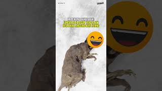 Download lagu JANGAN SEMBARANG PAKE RACUN TIKUS!! #tikus #basmitikus #senjata mp3