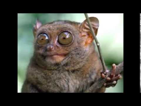 Dj van da Mas - Da Nightgirl