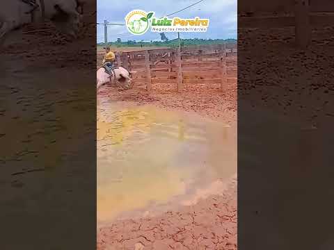 Peão corajoso, que lama 🐎🐎 #Boiadeiro #Boibravo#Agro#Touro#Nelore#Vidanaroça#Pecuarista