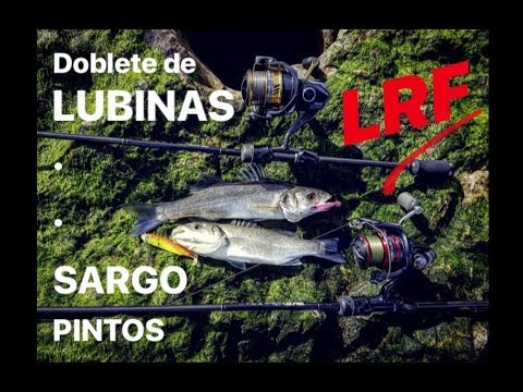 ROCKFISHING en ASTURIAS: Doblete de LUBINAS, SARGO y MÁS 🎣