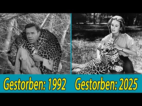 Daktari (1966): Die Stars der Kultserie – heute alle tot!