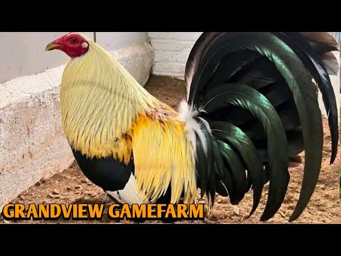 Grey Sweater Yellow Leg Hatch - GRANDVIEW FARM