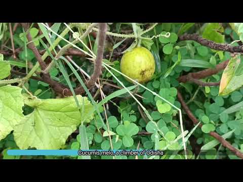 Cucumis melo, a medicinal climber of Odisha, India, Dr. Sanjeet Kumar