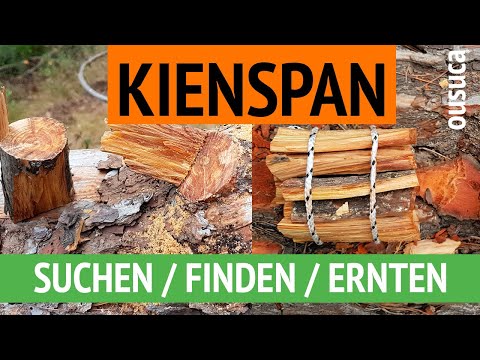 KIENSPAN: SUCHEN / FINDEN / ERNTEN (am Astaustritt von Kiefern)