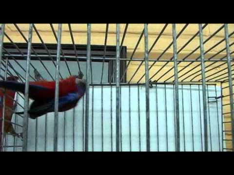 Harkema, vogeldorp bij uitstek