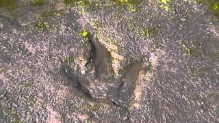 preview picture of video 'Dinosaurier Fußabdruck - Isle of skye - Schottland / Dinosaur footprint track trail scotland'