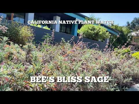 🌿 Meet Bee’s Bliss 🌿 A beautiful California native ground cover