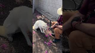 Video preview image #1 Siberian Husky Puppy For Sale in Pasadena, CA, USA