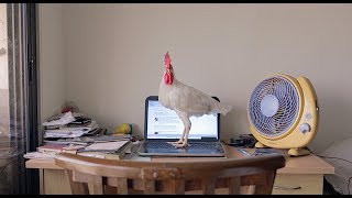 Trailer Preview Image