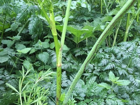 Identifying Hemlock, Poison Hemlock, Poison Parsley, Conium maculatum