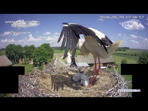 Bocian wyrzuca pisklę z gniazda | The stork is reproaching the chick from the nest