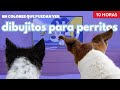Bluey 10 Horas De Dibujos Animados Para Perros Solos En Casa En Colores Que Pueden Ver