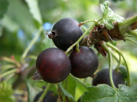 Ivan Hričovský: PREČO JOSTA AKO KRÍK?