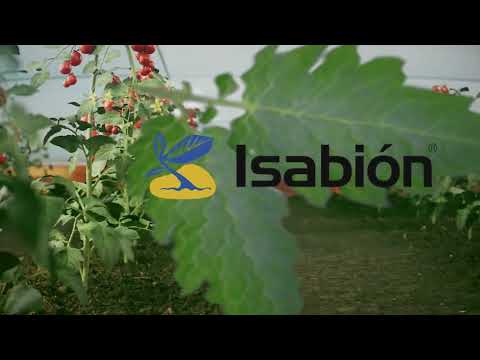 Syngeta Isabion Bio Stimulant Liquid