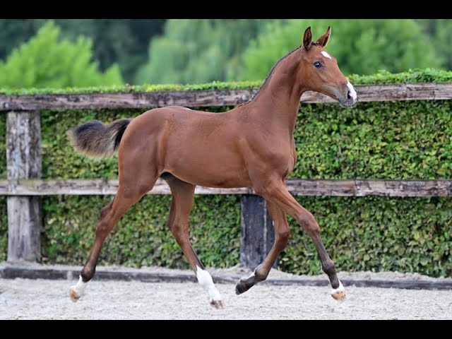 WOCADRILLO DE LA FERME BLANCHE