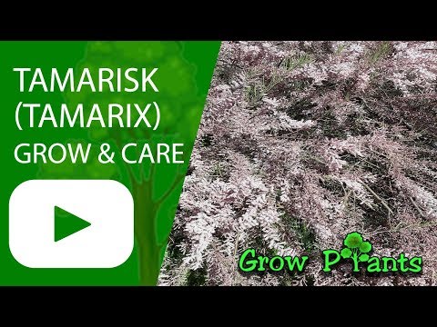 download lagu mp3 mp4 Tamarix, download lagu Tamarix gratis, unduh video klip Tamarix