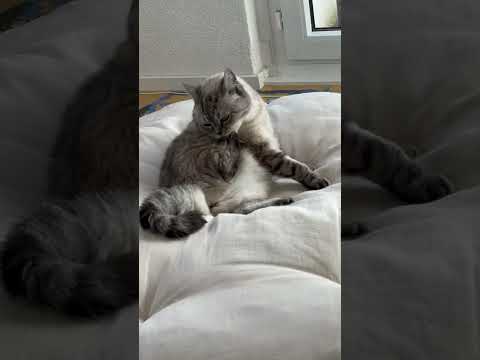 poona kutty comedy video #Shorts #YouTubeShorts #FunnyShorts #Comedy #Laugh #Trending #Viral