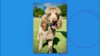 Meet Rufus — Our Furry Friend of the Week 🐶