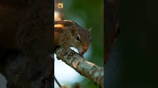 Squirrel Sounds | Real Nature Audio