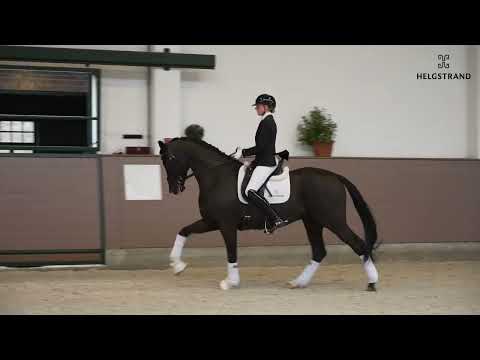 In My Mind by Ibiza / Fidermark NRW - stallion born 2017 (ENG)